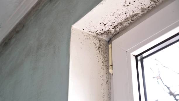 Best Residential Mold Removal  in Seacliff, CA