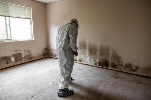 Professional Mold Removal in Seacliff, CA