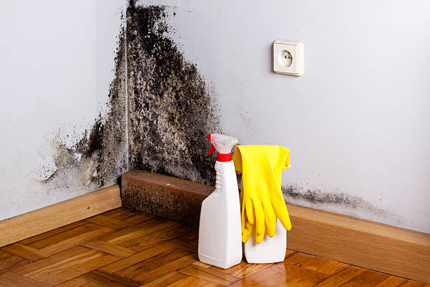 Best Fast Mold Removal  in Seacliff, CA
